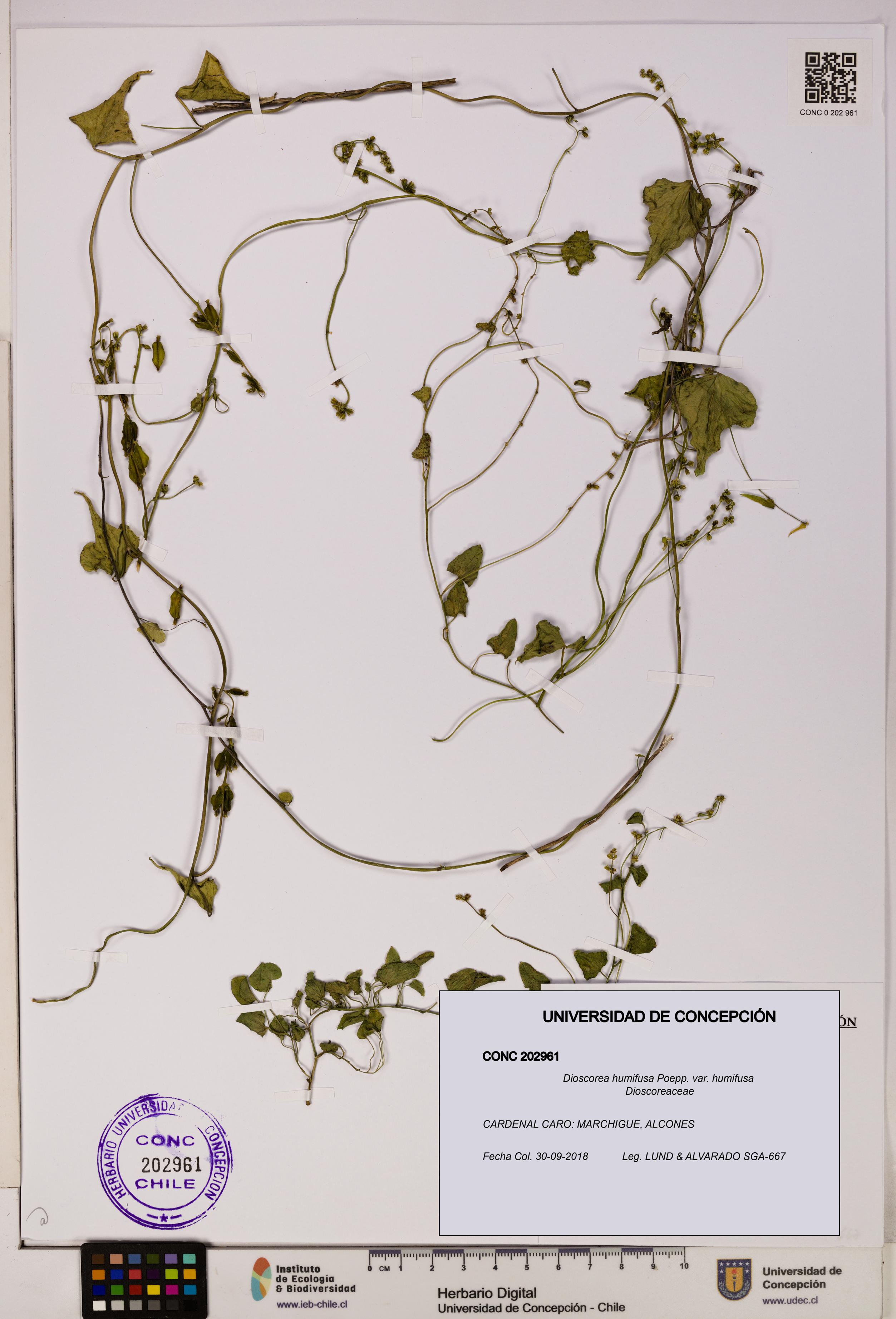 Dioscorea humifusa var. humifusa [Espécimen: UDEC:CONC:0202961]