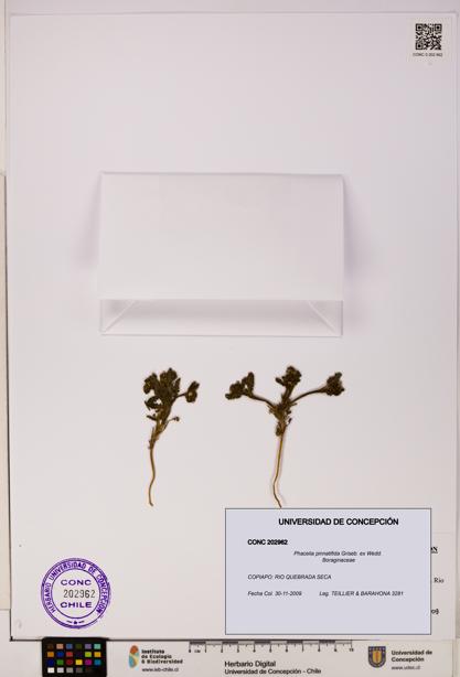 Phacelia pinnatifida [Espécimen: UDEC:CONC:0202962]