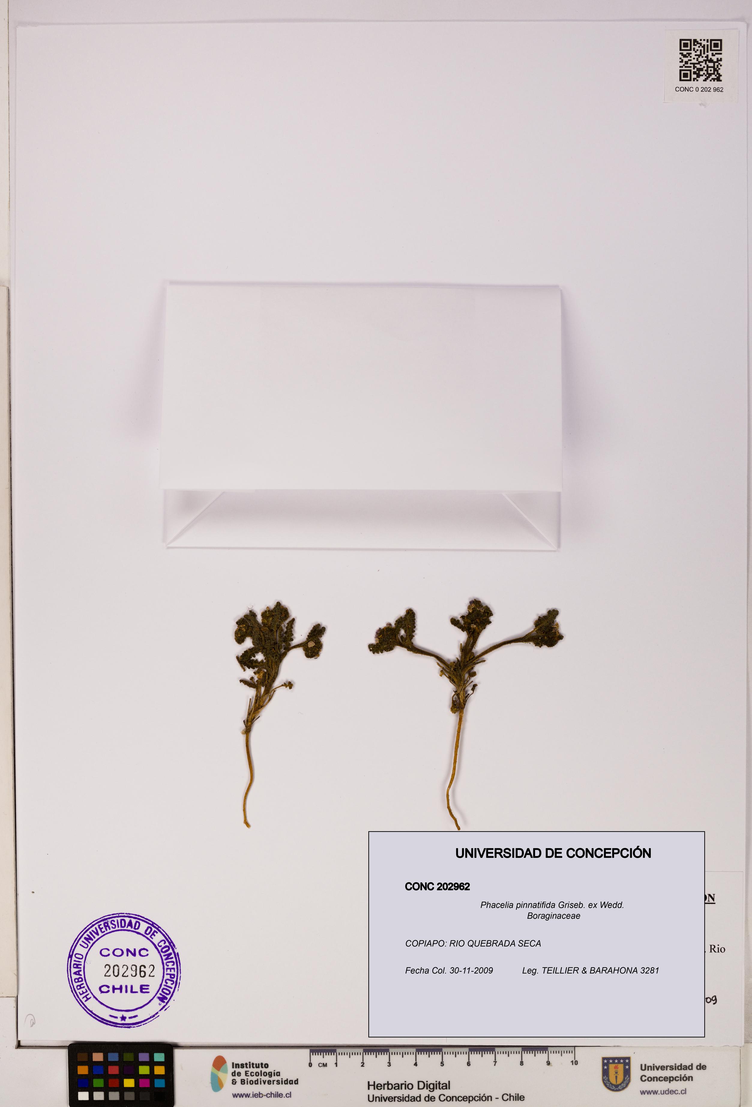 Phacelia pinnatifida [Espécimen: UDEC:CONC:0202962]