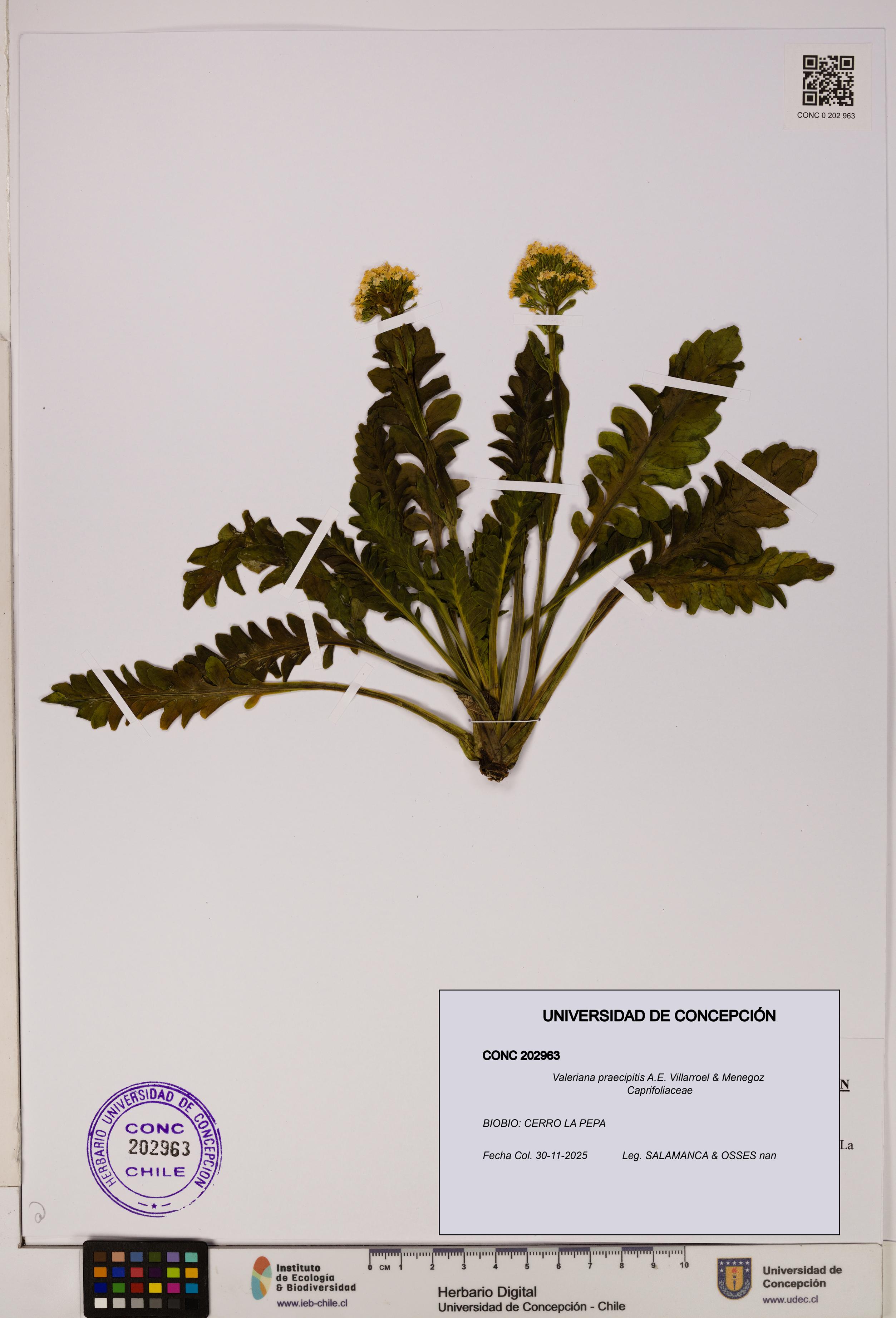 Valeriana praecipitis [Espécimen: UDEC:CONC:0202963]