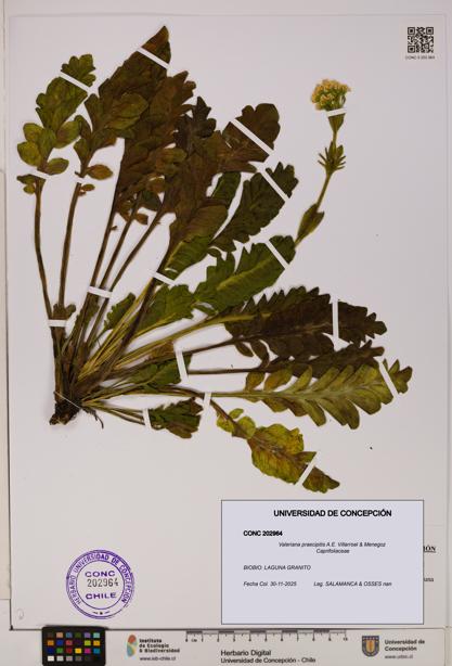 Valeriana praecipitis [Espécimen: UDEC:CONC:0202964]