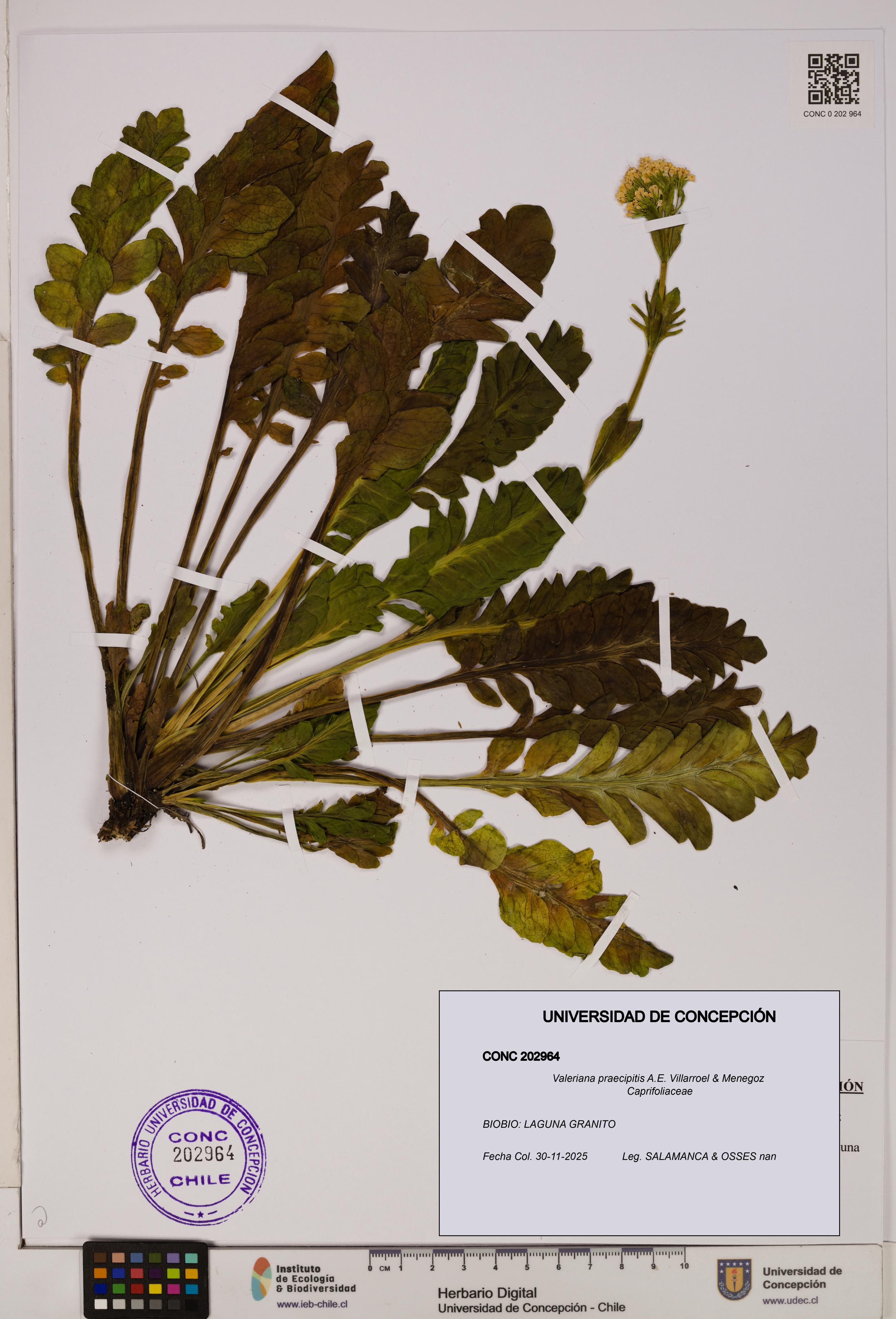 Valeriana praecipitis [Espécimen: UDEC:CONC:0202964]