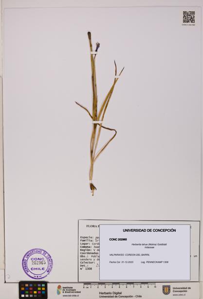 Herbertia lahue [Espécimen: UDEC:CONC:0202965]