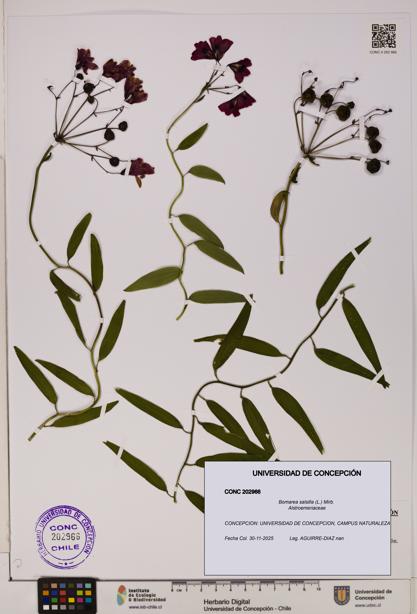 Bomarea salsilla [Espécimen: UDEC:CONC:0202966]