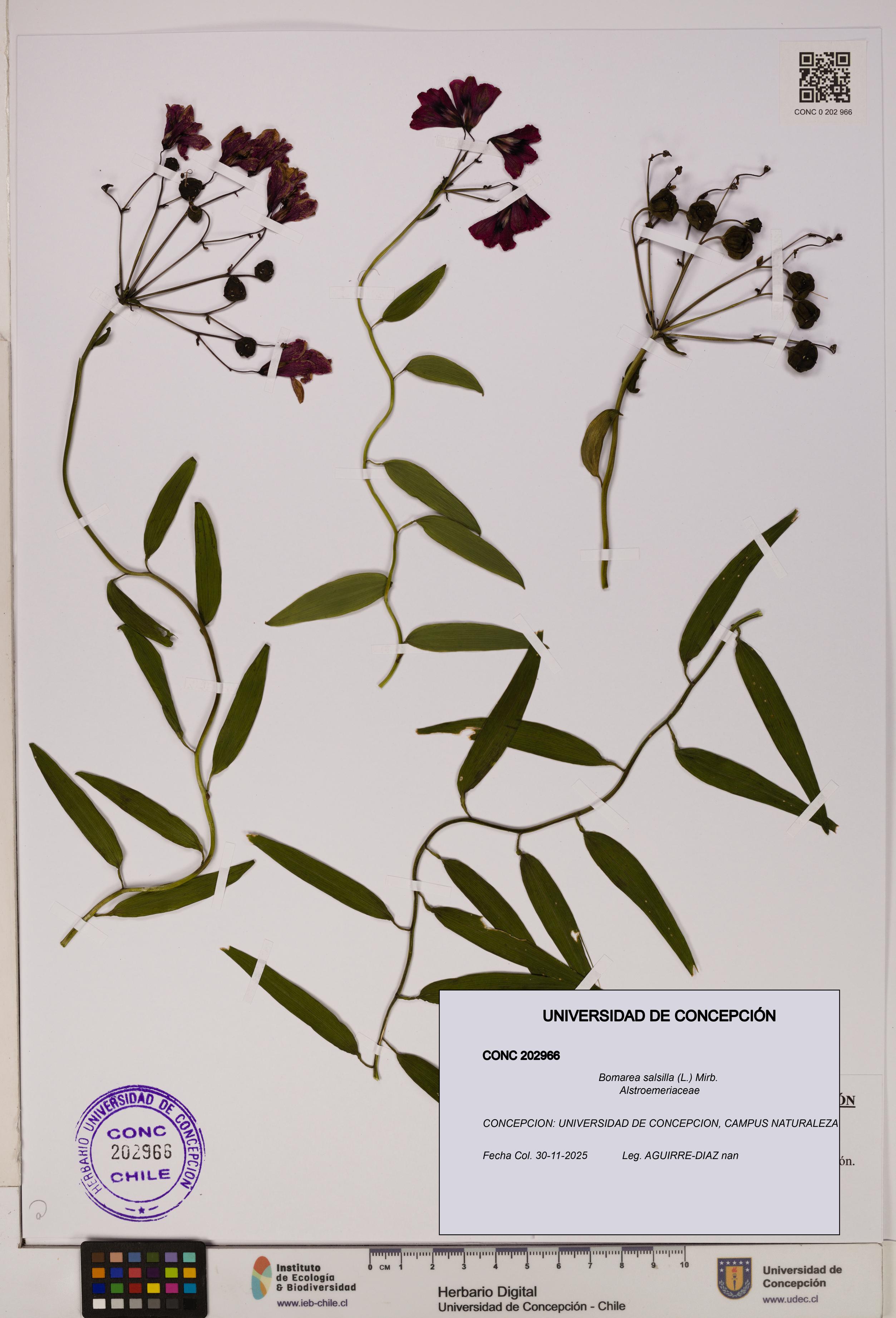 Bomarea salsilla [Espécimen: UDEC:CONC:0202966]
