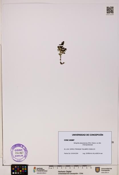 Nitrophila atacamensis [Espécimen: UDEC:CONC:0202967]