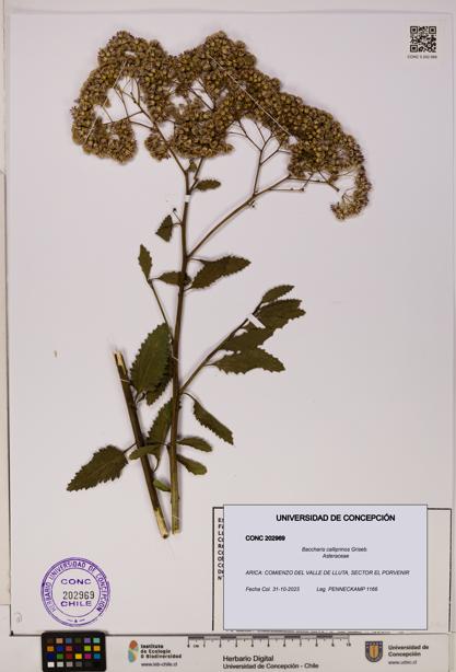 Baccharis calliprinos [Espécimen: UDEC:CONC:0202969]