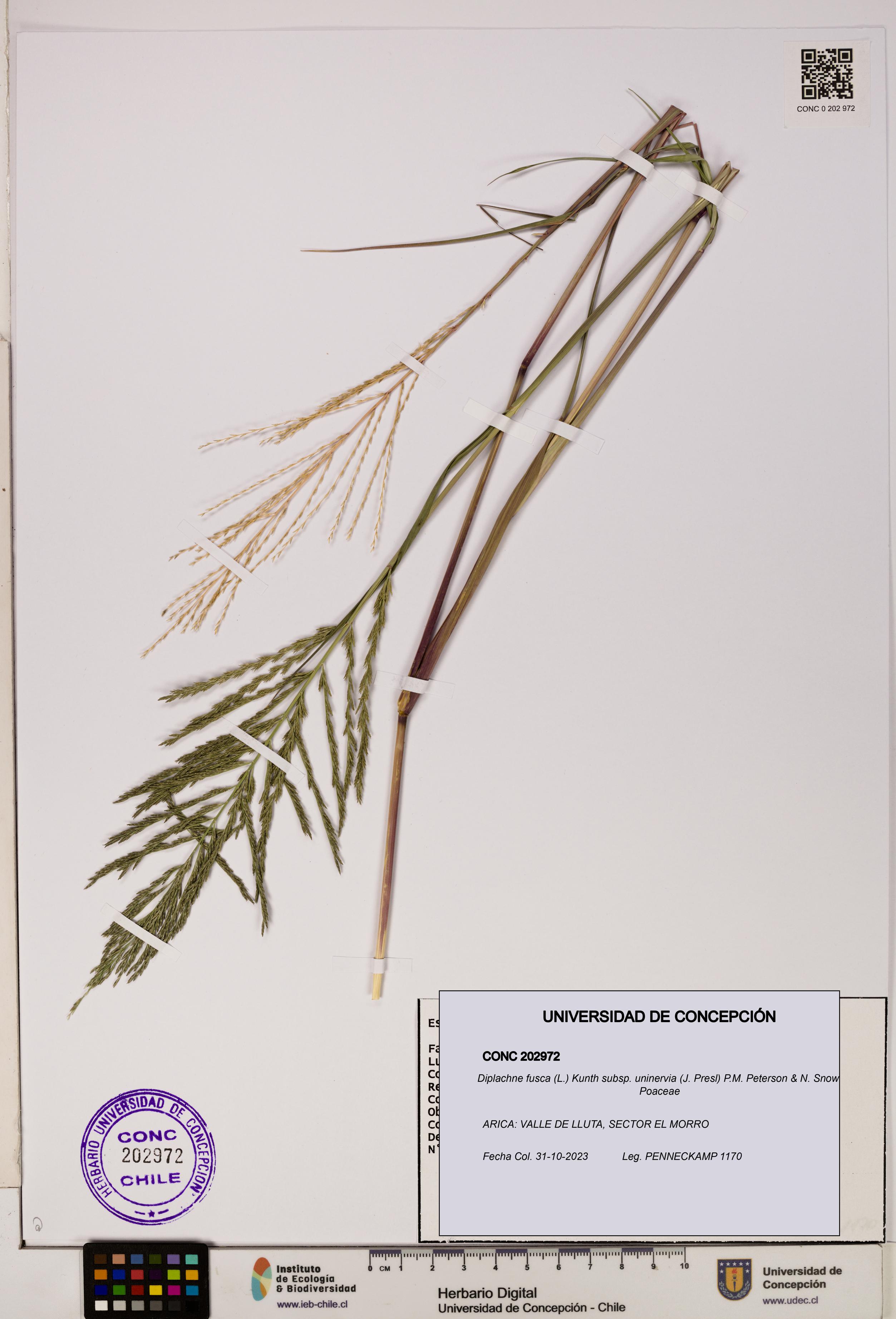 Diplachne fusca subsp. uninervia [Espécimen: ]