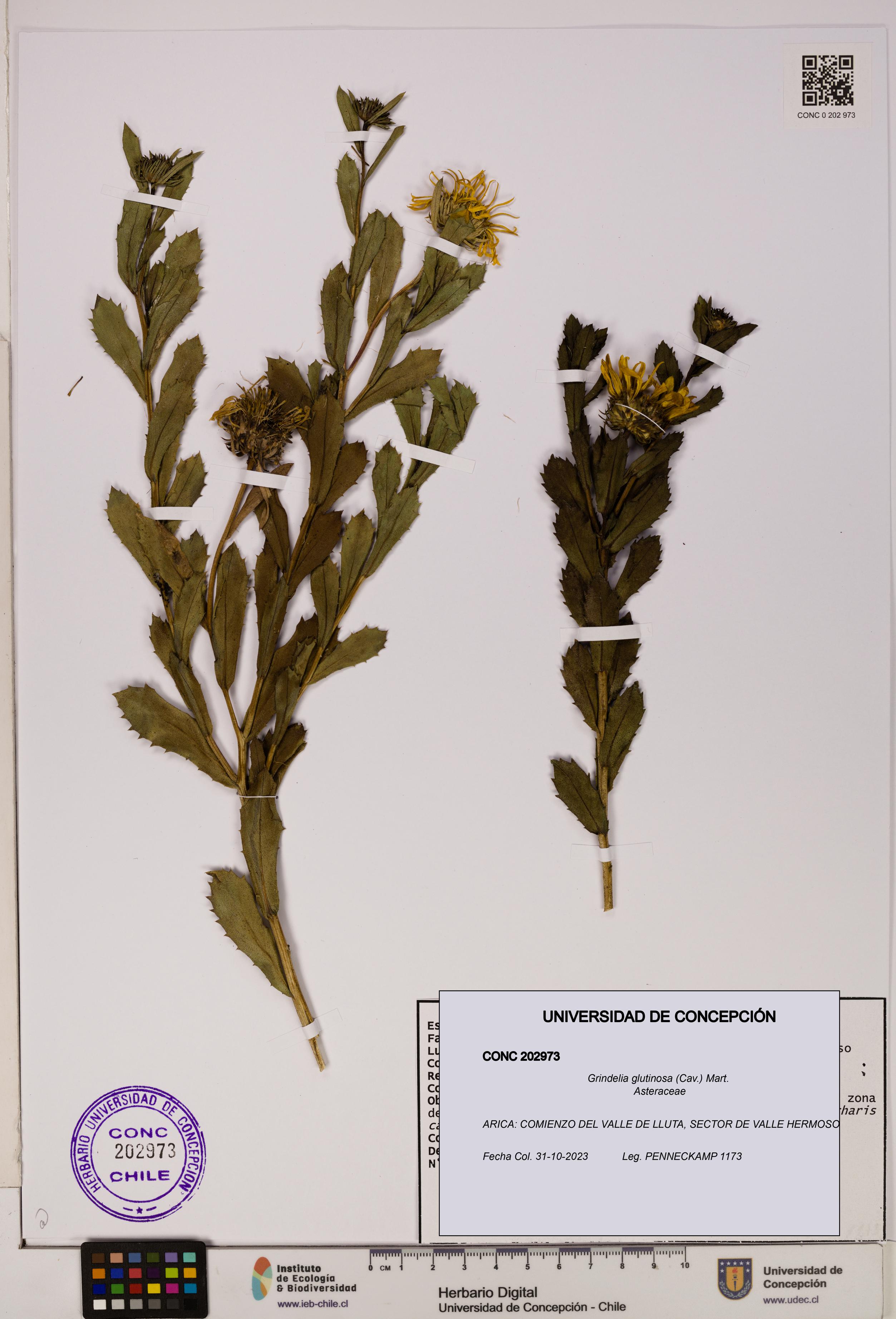 Grindelia glutinosa [Espécimen: ]