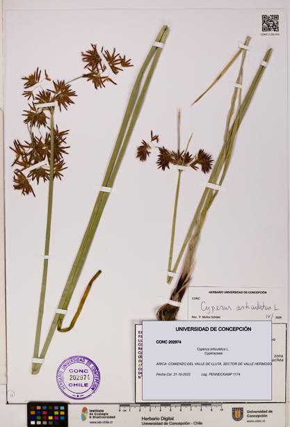 Cyperus articulatus [Espécimen: UDEC:CONC:0202974]