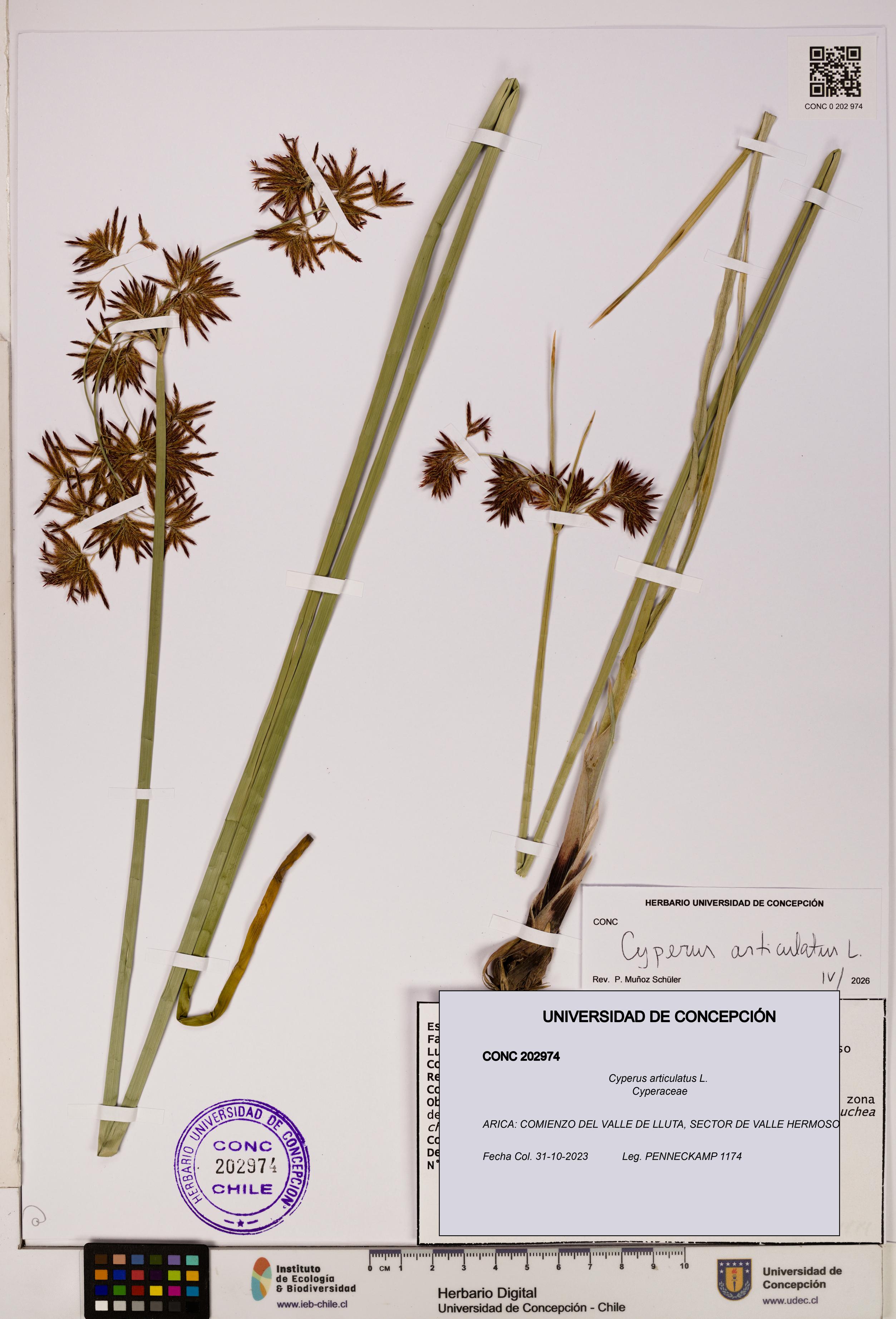 Cyperus articulatus [Espécimen: UDEC:CONC:0202974]