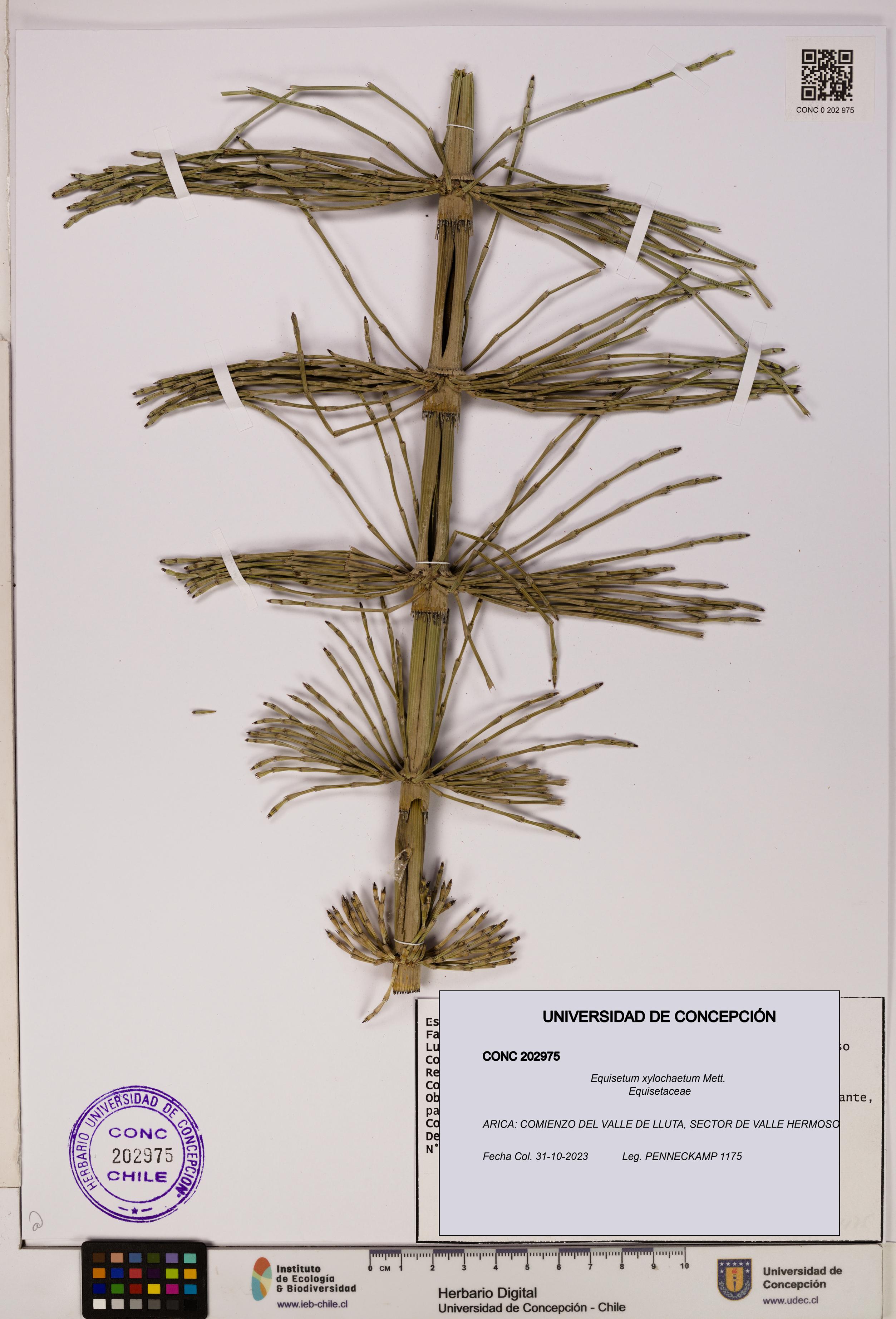 Equisetum xylochaetum [Espécimen: UDEC:CONC:0202975]
