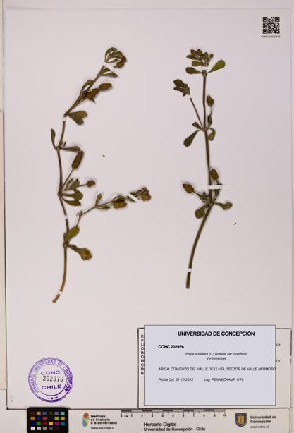 Phyla nodiflora var. nodiflora [Espécimen: UDEC:CONC:0202976]