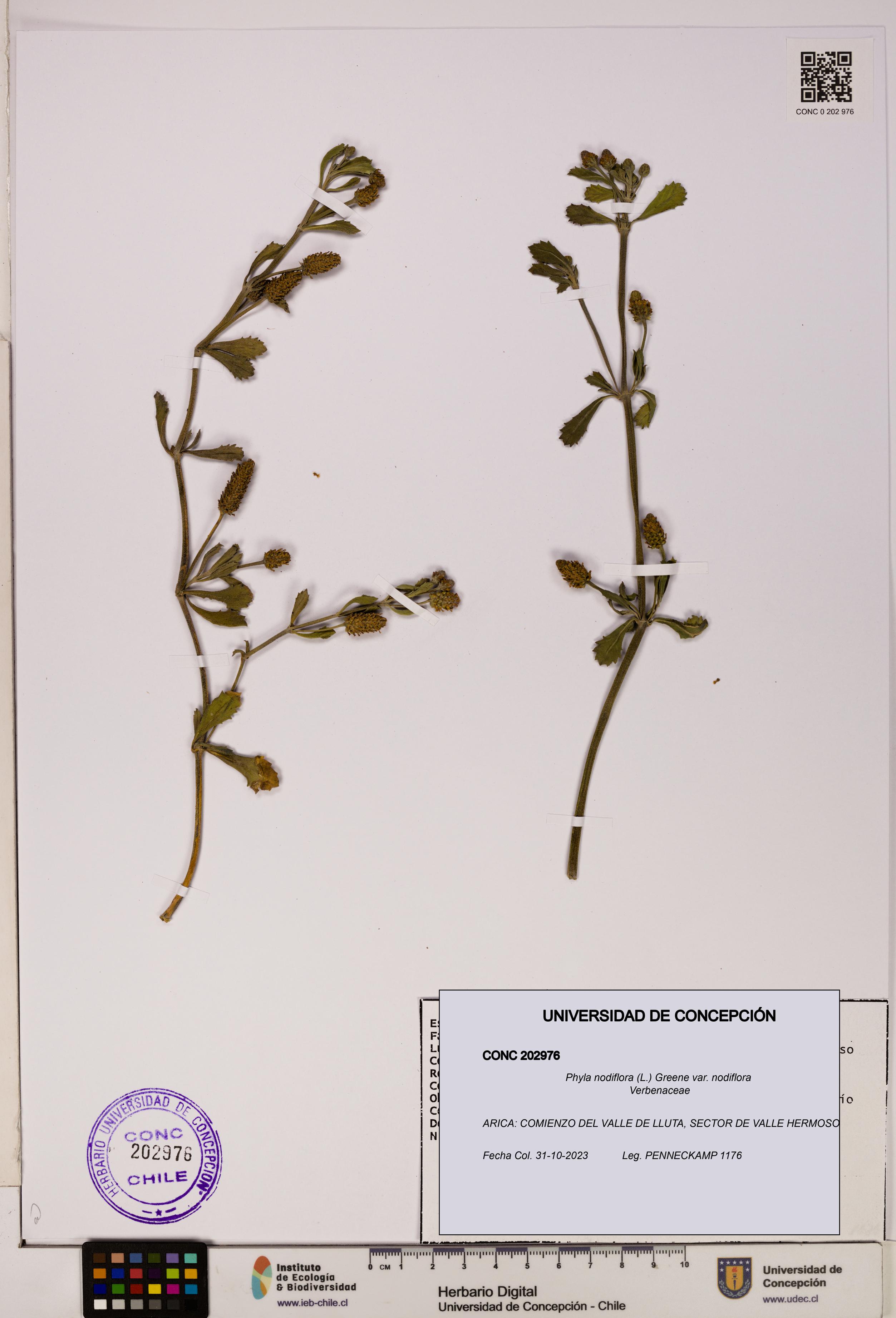 Phyla nodiflora var. nodiflora [Espécimen: UDEC:CONC:0202976]