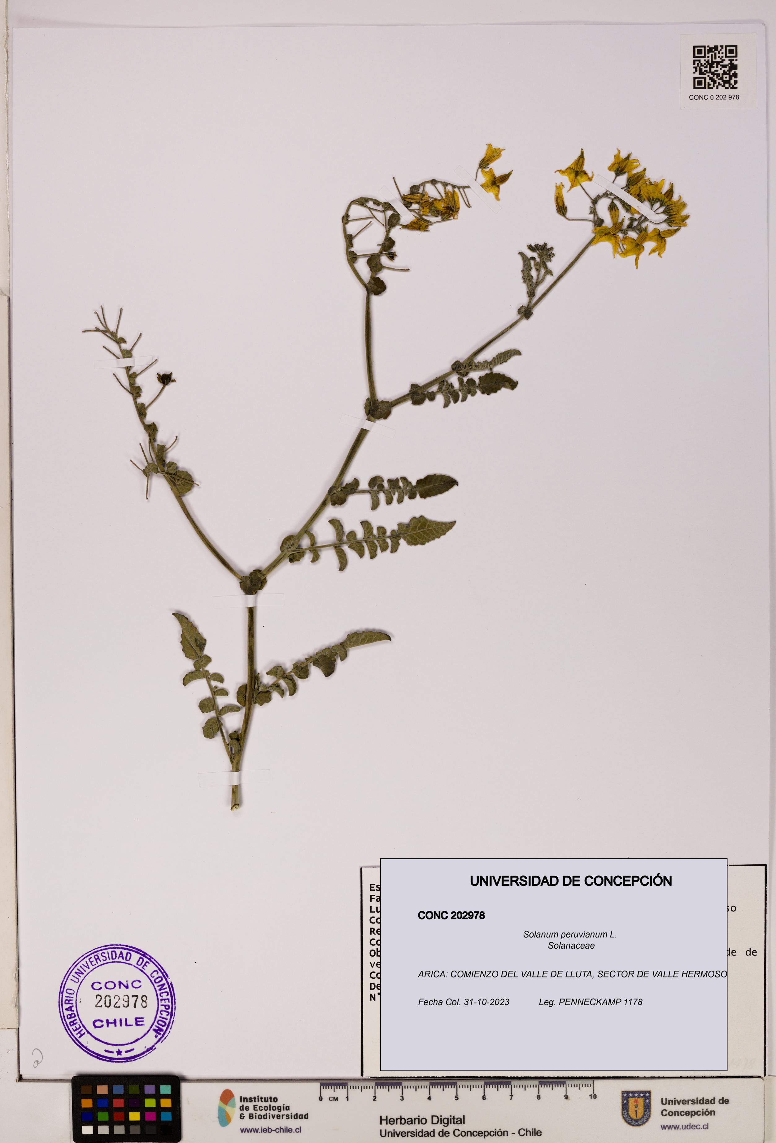 Solanum peruvianum [Espécimen: UDEC:CONC:0202978]