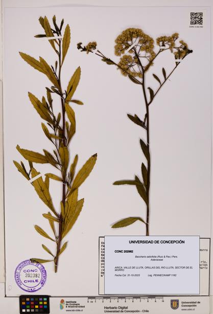 Baccharis salicifolia [Espécimen: UDEC:CONC:0202982]
