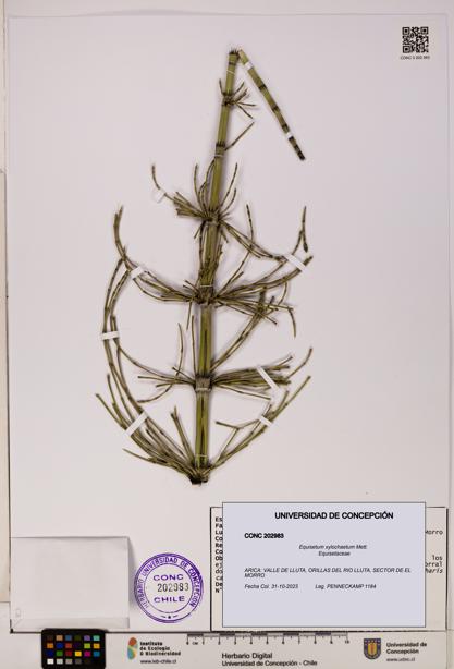 Equisetum xylochaetum [Espécimen: UDEC:CONC:0202983]