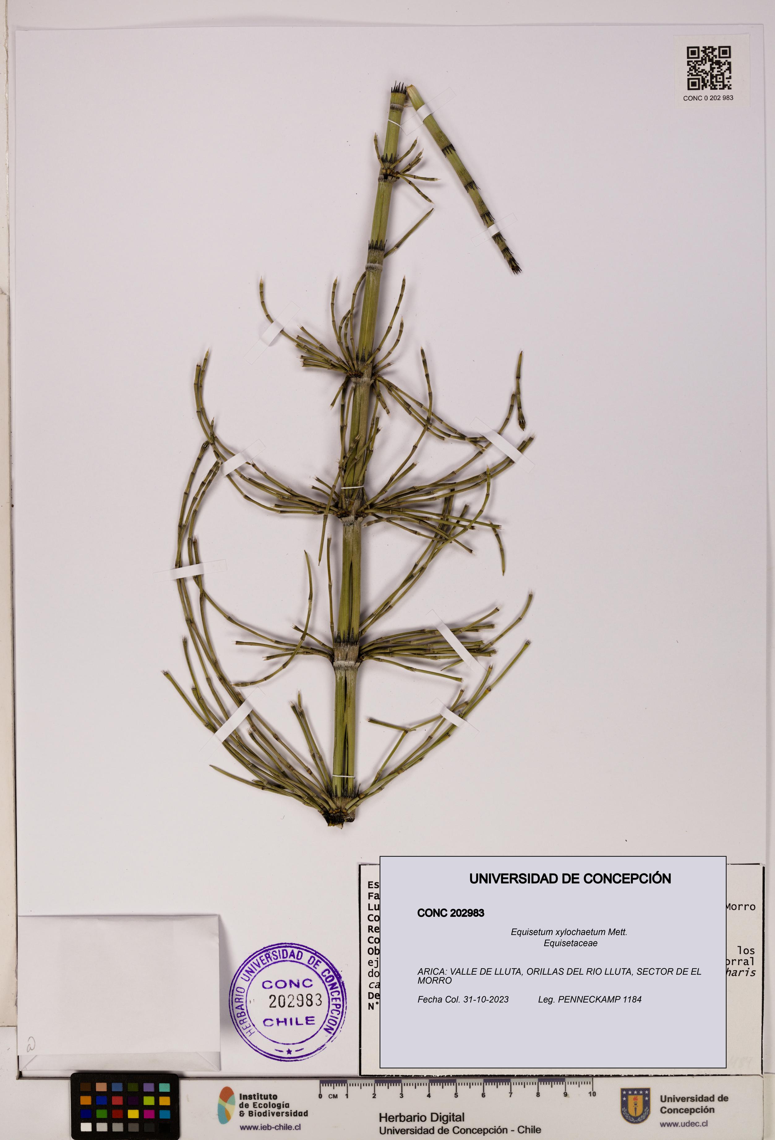 Equisetum xylochaetum [Espécimen: UDEC:CONC:0202983]