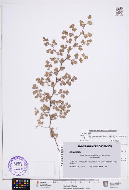 Tiquilia paronychioides [Espécimen: ]
