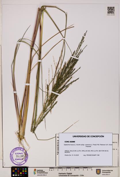 Diplachne fusca subsp. uninervia [Espécimen: ]
