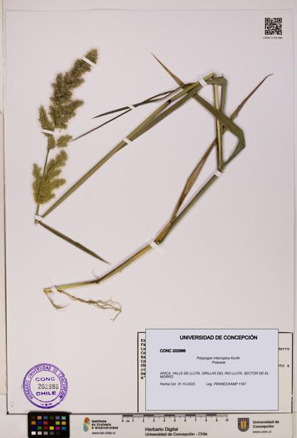 Polypogon interruptus [Espécimen: UDEC:CONC:0202986]