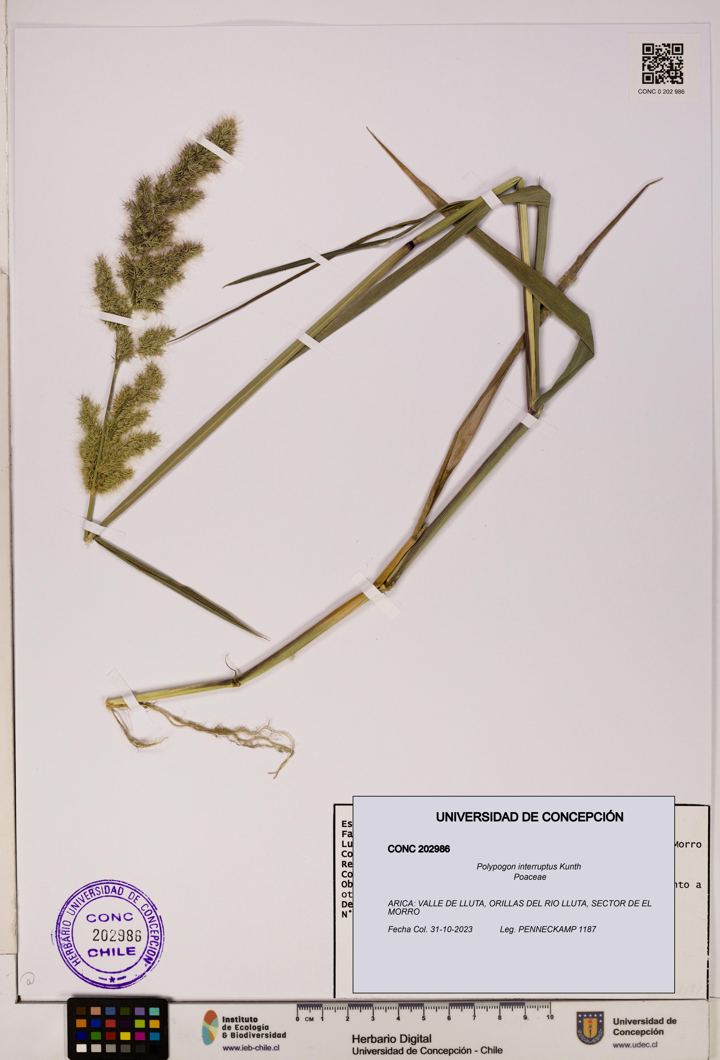Polypogon interruptus [Espécimen: UDEC:CONC:0202986]
