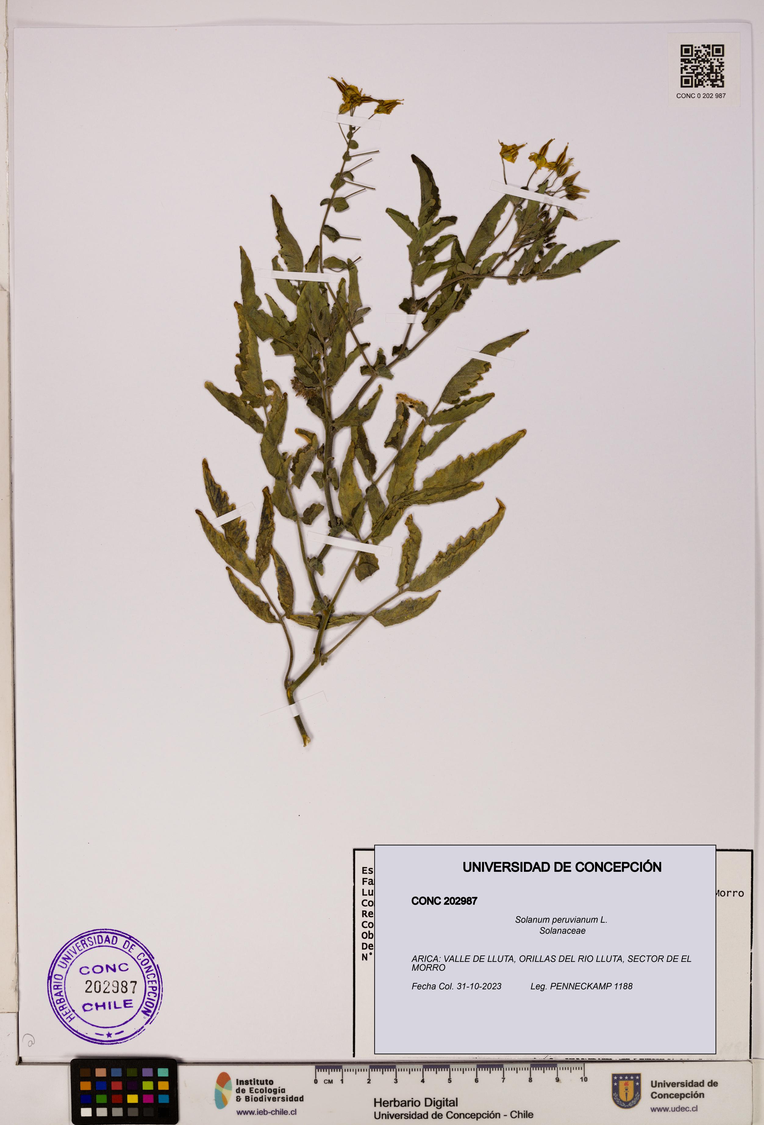 Solanum peruvianum [Espécimen: UDEC:CONC:0202987]