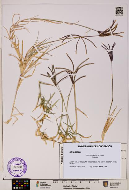 Cynodon dactylon [Espécimen: UDEC:CONC:0202988]