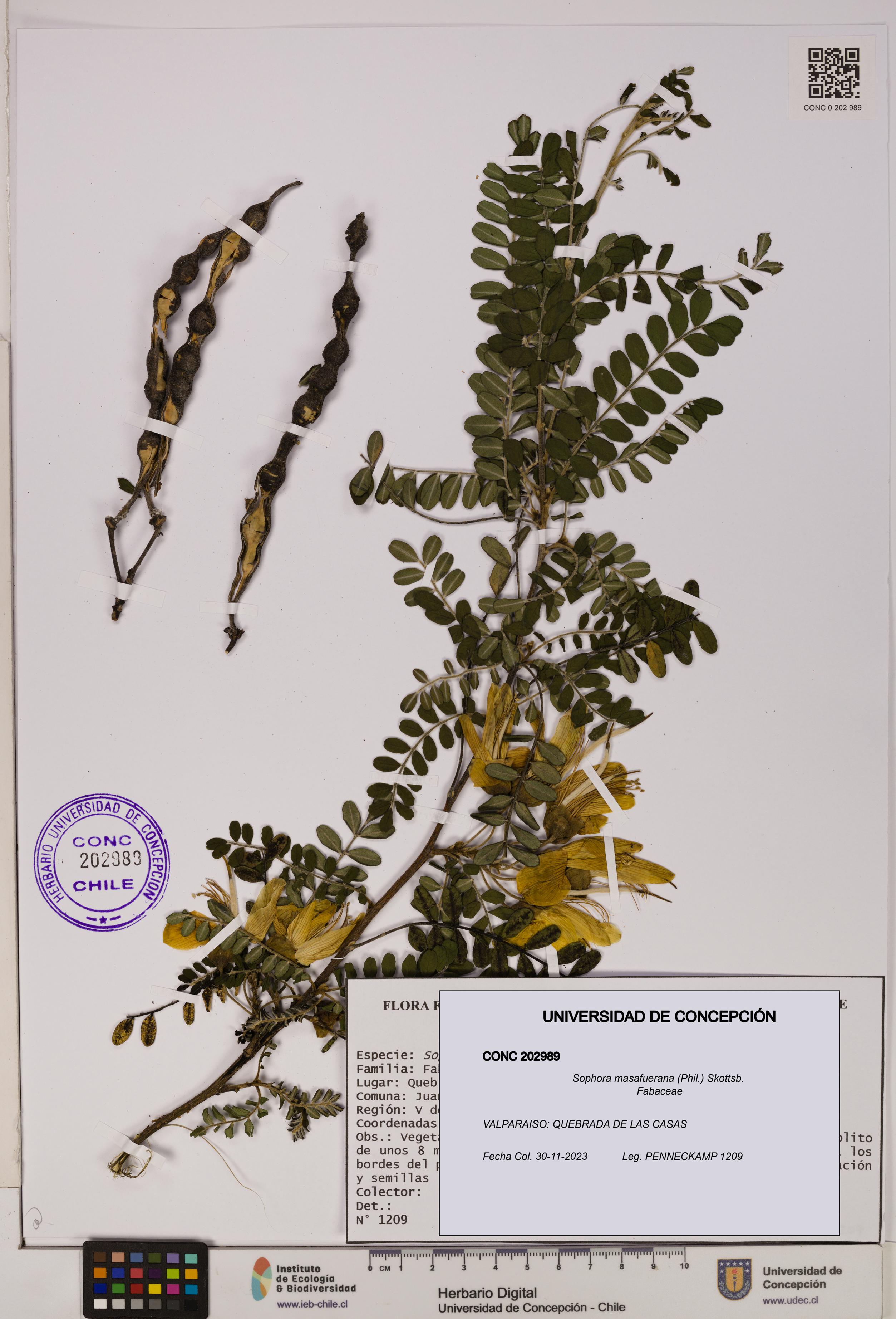Sophora masafuerana [Espécimen: UDEC:CONC:0202989]