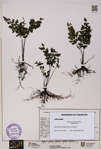 Asplenium dareoides [Espécimen: UDEC:CONC:0202990]