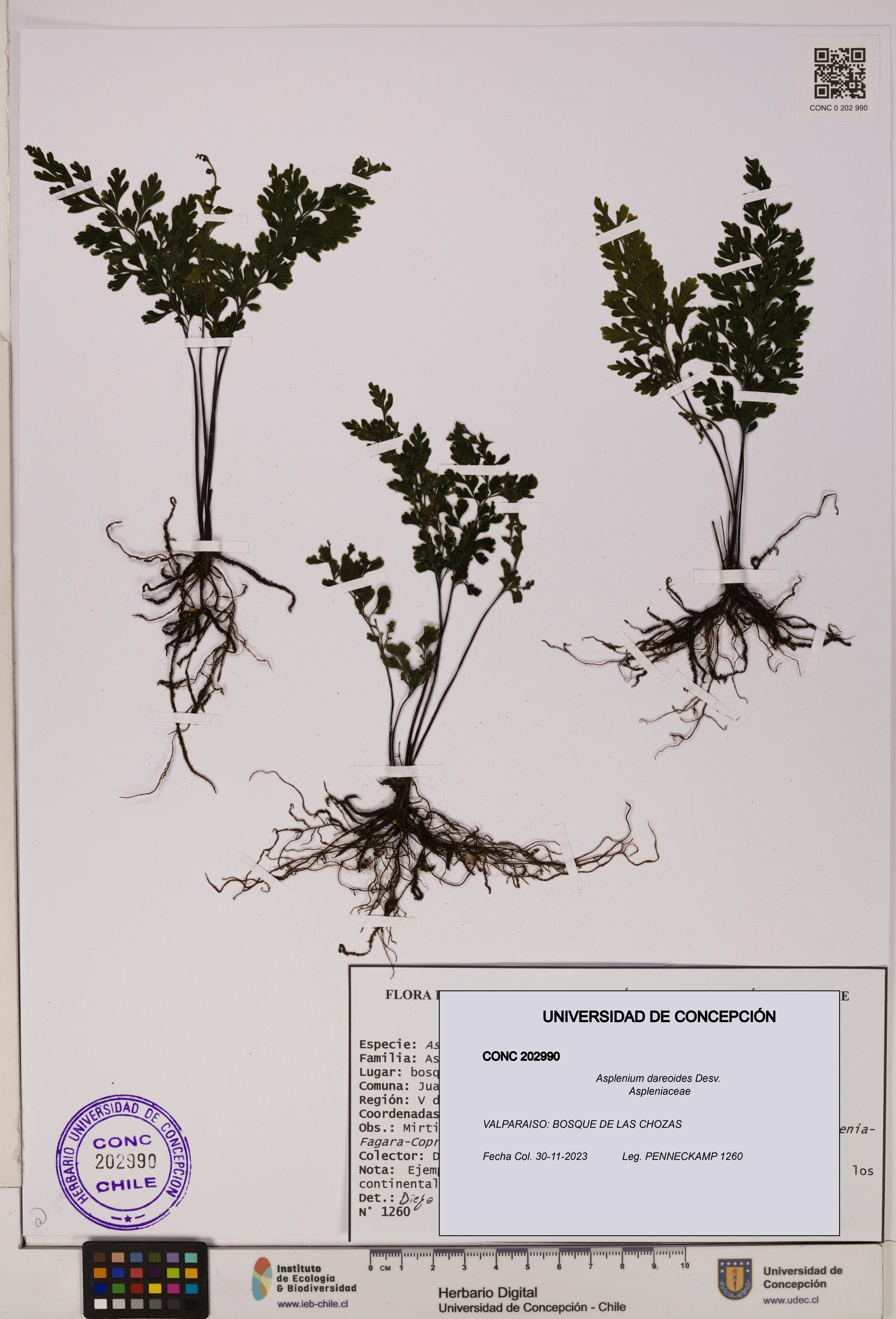 Asplenium dareoides [Espécimen: UDEC:CONC:0202990]