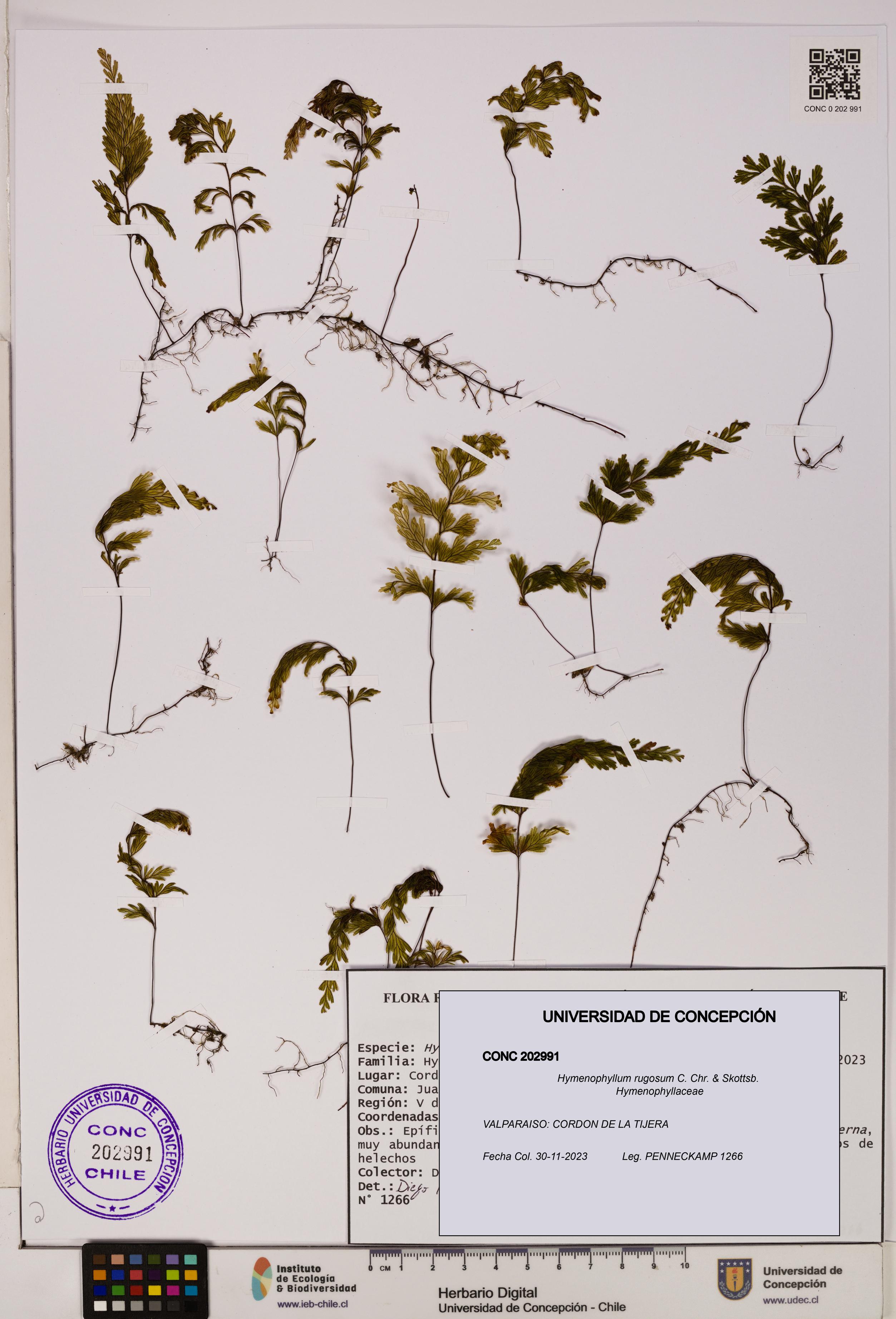 Hymenophyllum rugosum [Espécimen: UDEC:CONC:0202991]