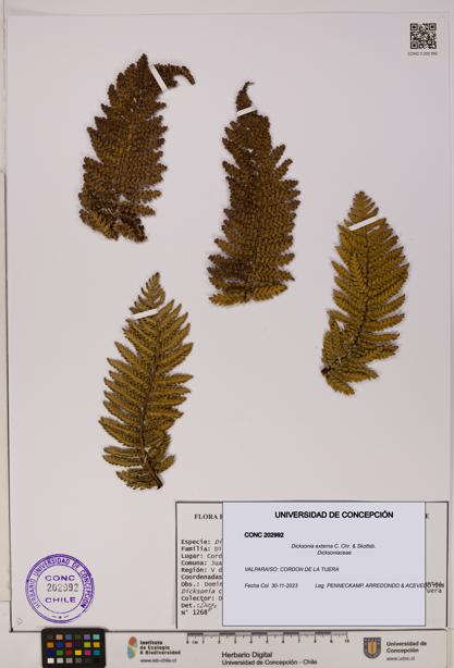 Dicksonia externa [Espécimen: UDEC:CONC:0202992]