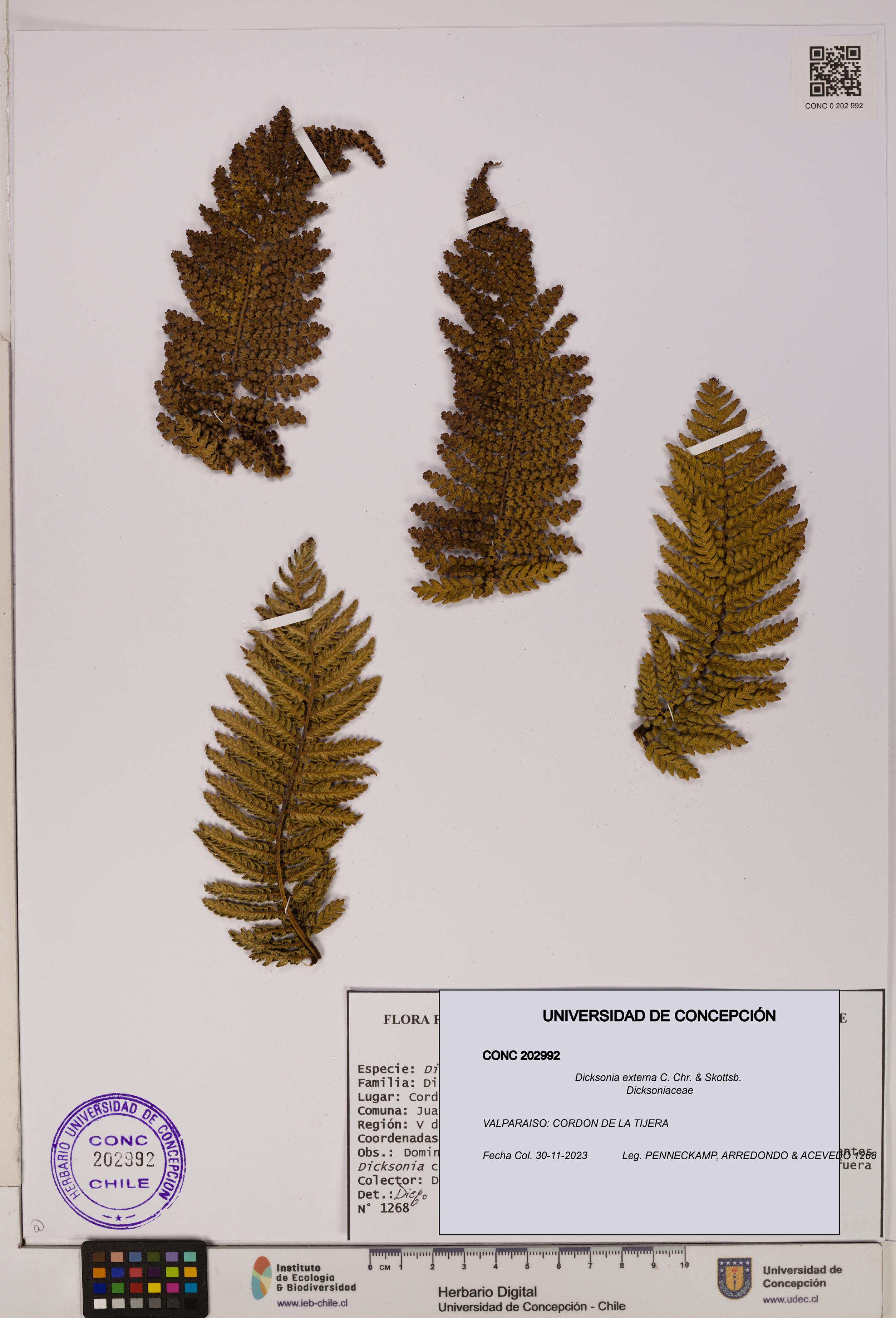 Dicksonia externa [Espécimen: UDEC:CONC:0202992]