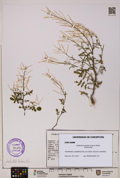 Cardamine kruesselii [Espécimen: UDEC:CONC:0202996]