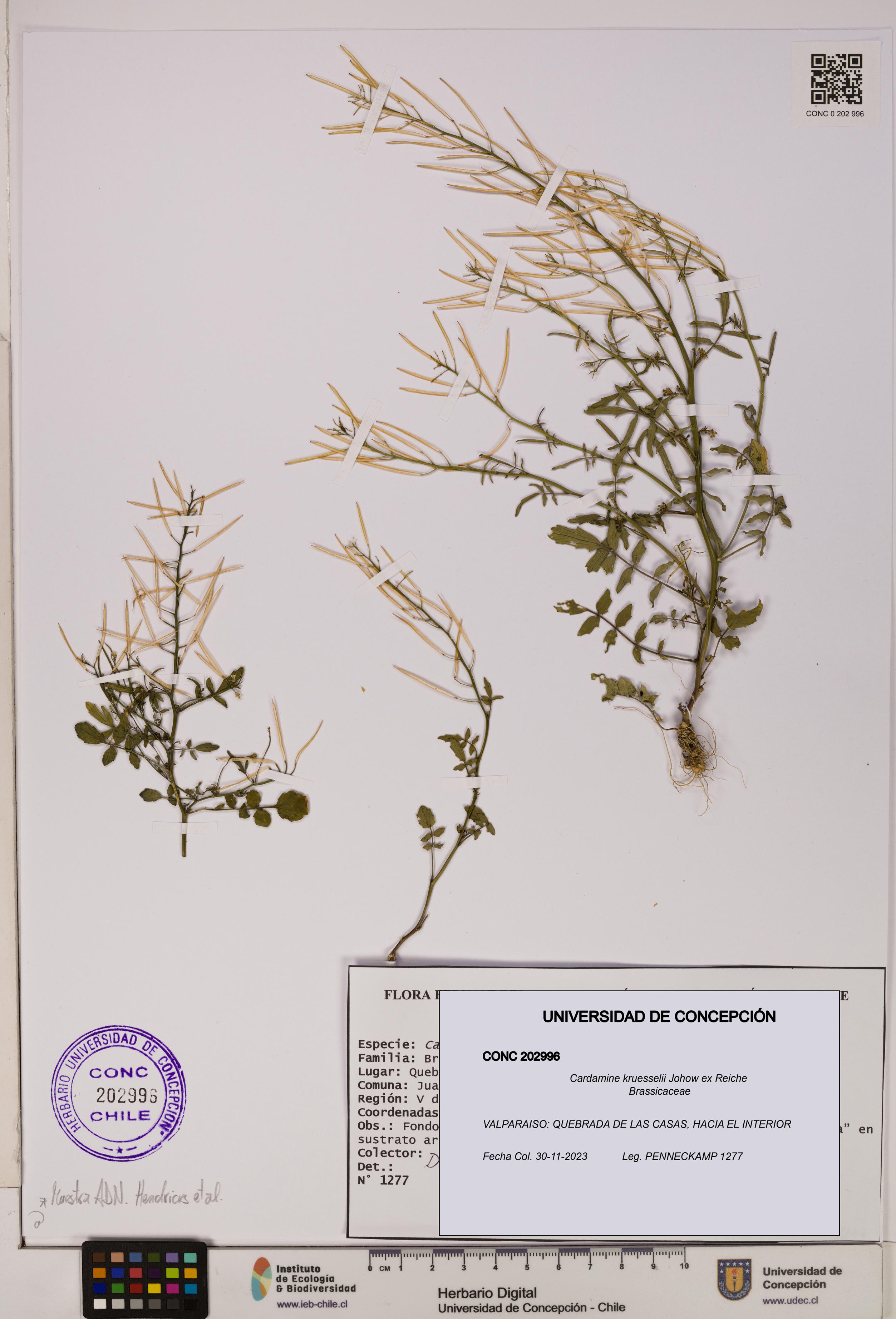Cardamine kruesselii [Espécimen: UDEC:CONC:0202996]