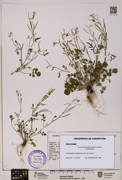 Cardamine kruesselii [Espécimen: UDEC:CONC:0202998]