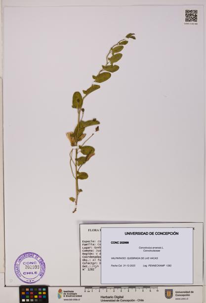 Convolvulus arvensis [Espécimen: UDEC:CONC:0202999]