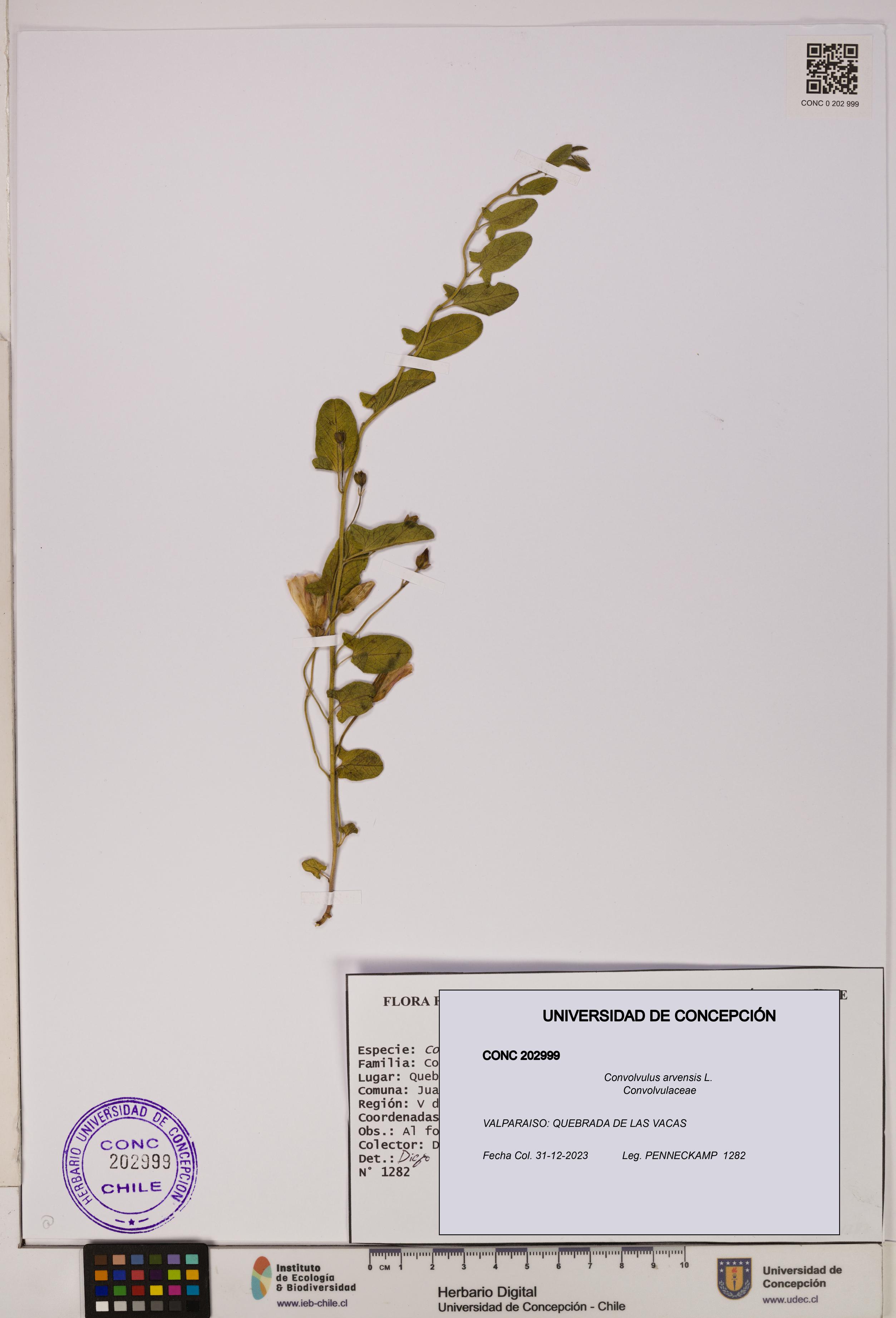 Convolvulus arvensis [Espécimen: UDEC:CONC:0202999]
