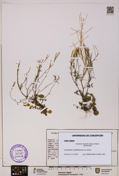Cardamine kruesselii [Espécimen: UDEC:CONC:0203000]
