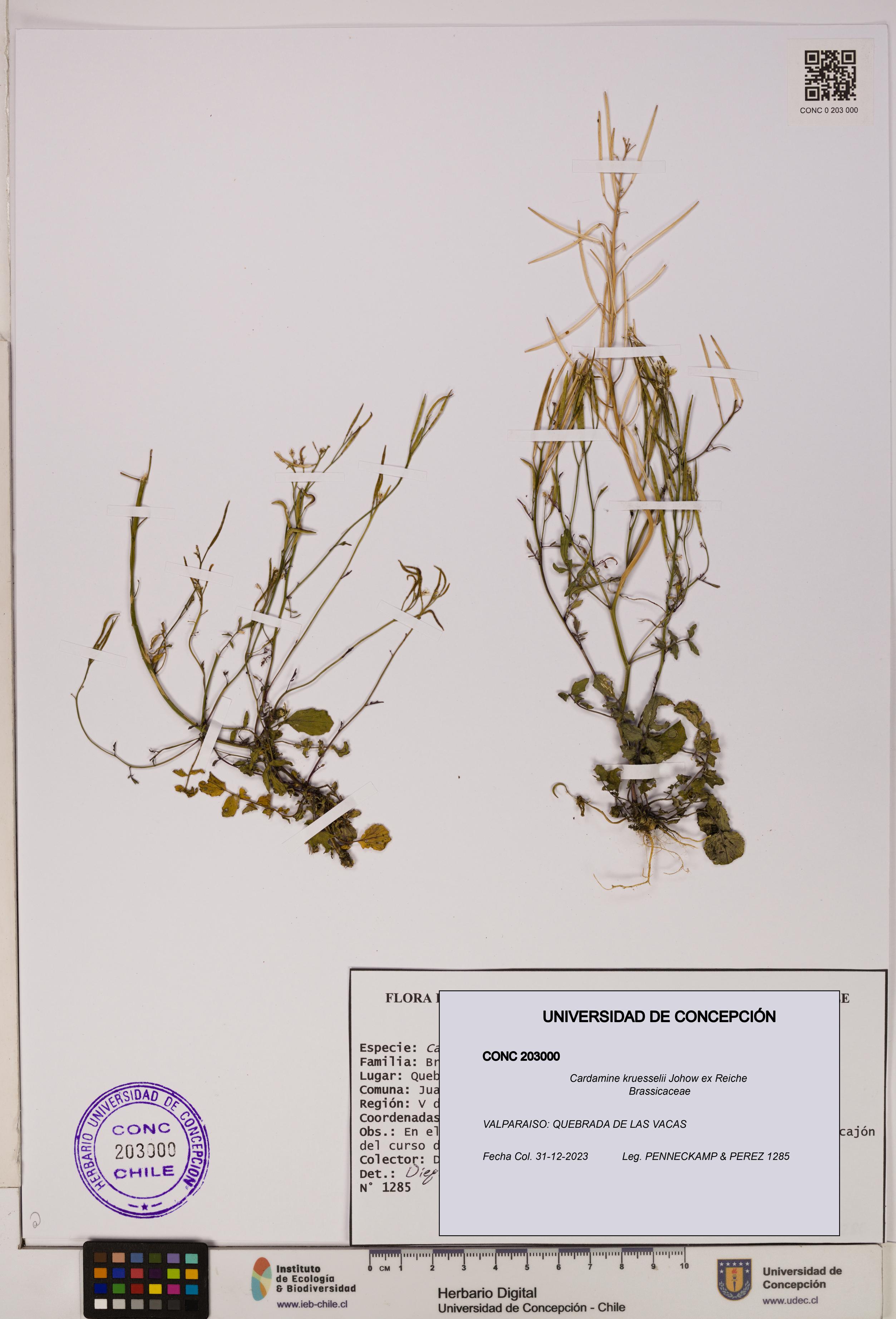 Cardamine kruesselii [Espécimen: UDEC:CONC:0203000]