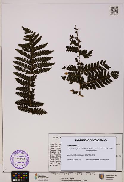 Megalastrum glabrius [Espécimen: UDEC:CONC:0203001]