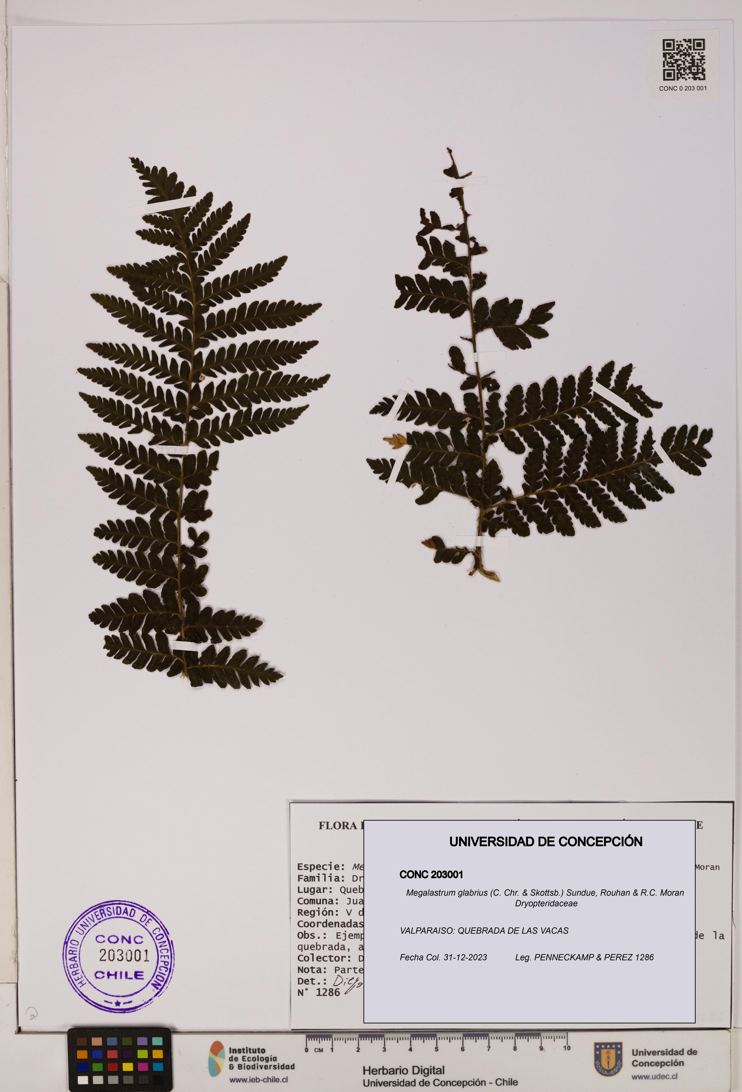 Megalastrum glabrius [Espécimen: UDEC:CONC:0203001]