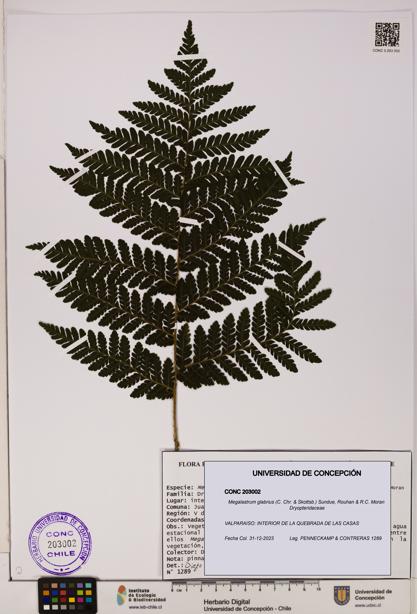 Megalastrum glabrius [Espécimen: UDEC:CONC:0203002]