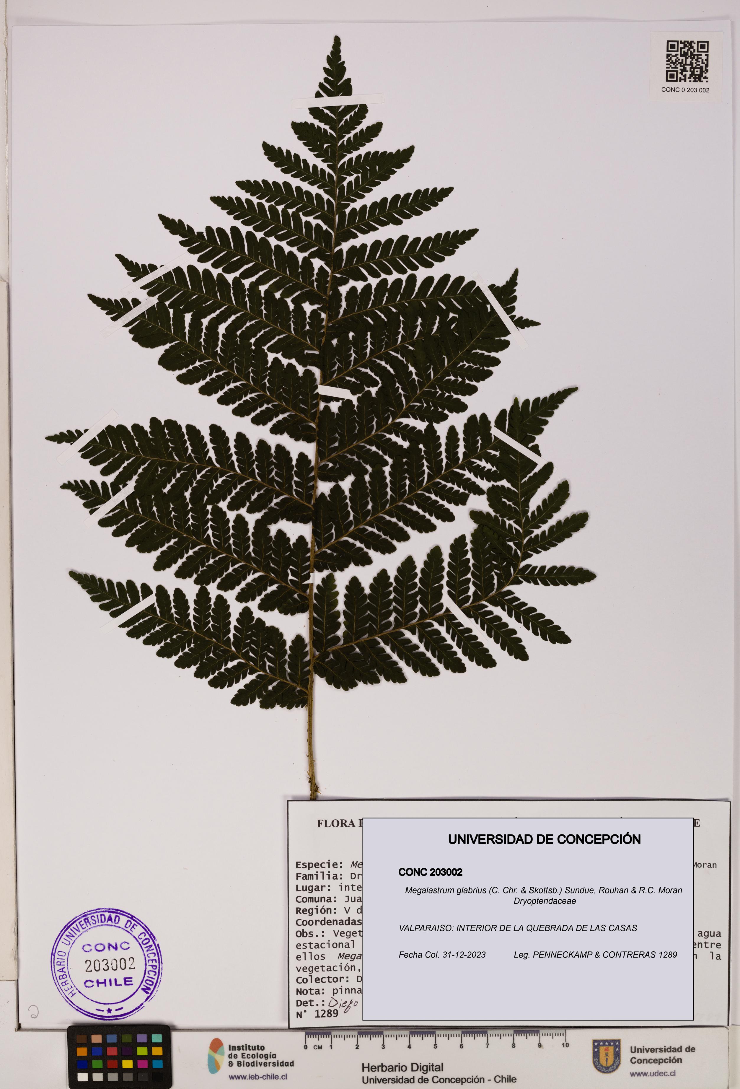 Megalastrum glabrius [Espécimen: UDEC:CONC:0203002]