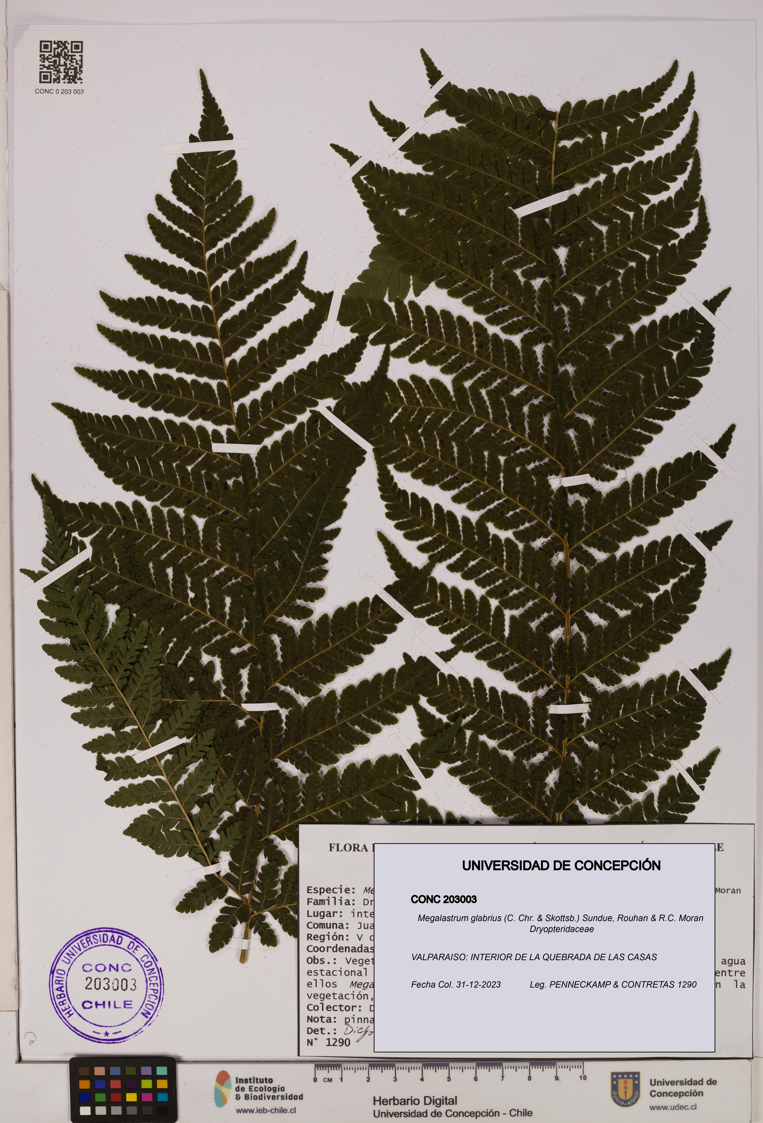 Megalastrum glabrius [Espécimen: UDEC:CONC:0203003]