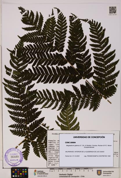 Megalastrum glabrius [Espécimen: UDEC:CONC:0203004]