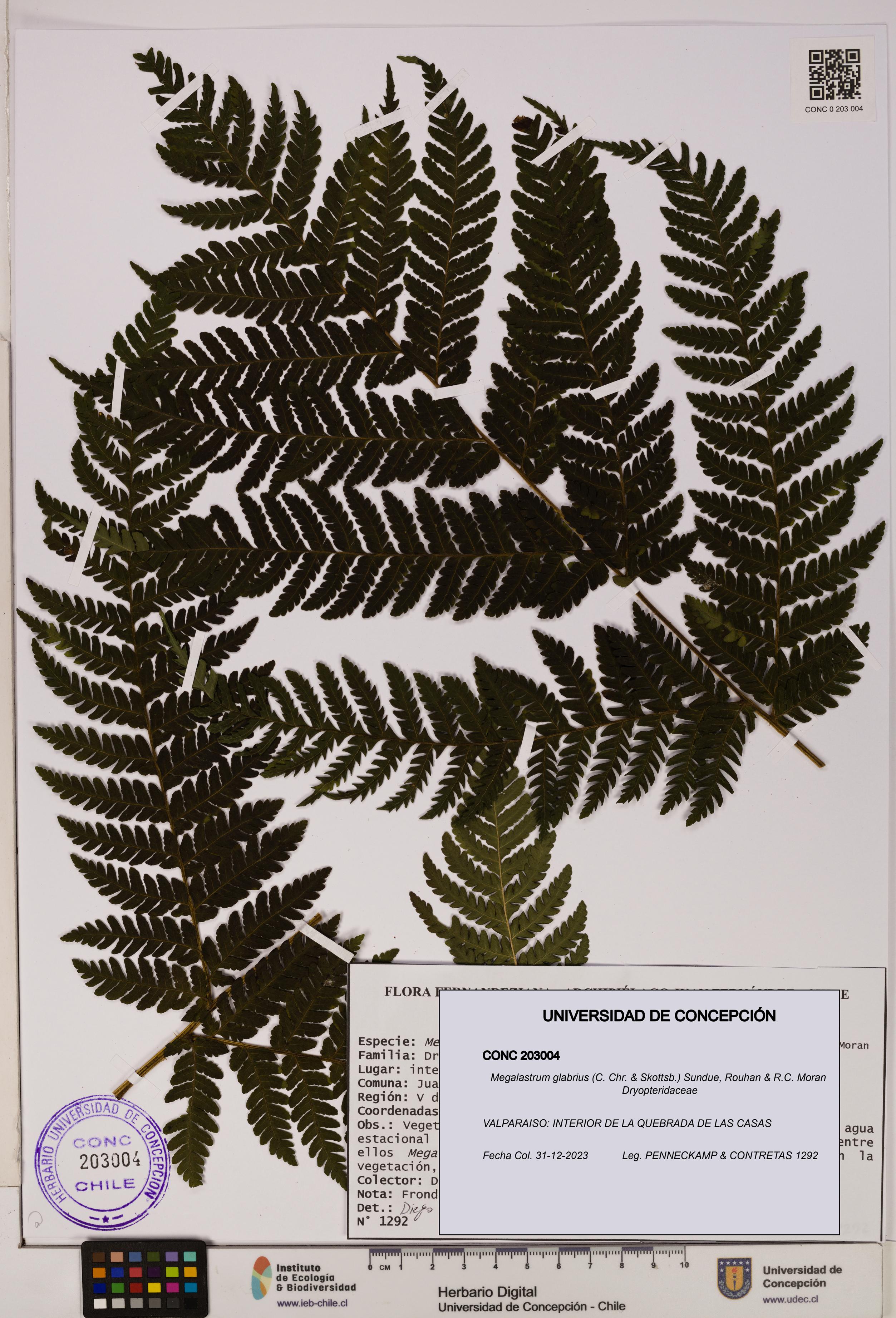 Megalastrum glabrius [Espécimen: UDEC:CONC:0203004]