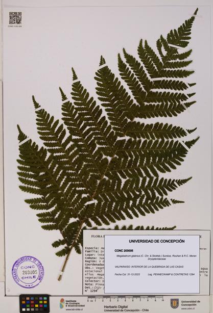 Megalastrum glabrius [Espécimen: UDEC:CONC:0203005]