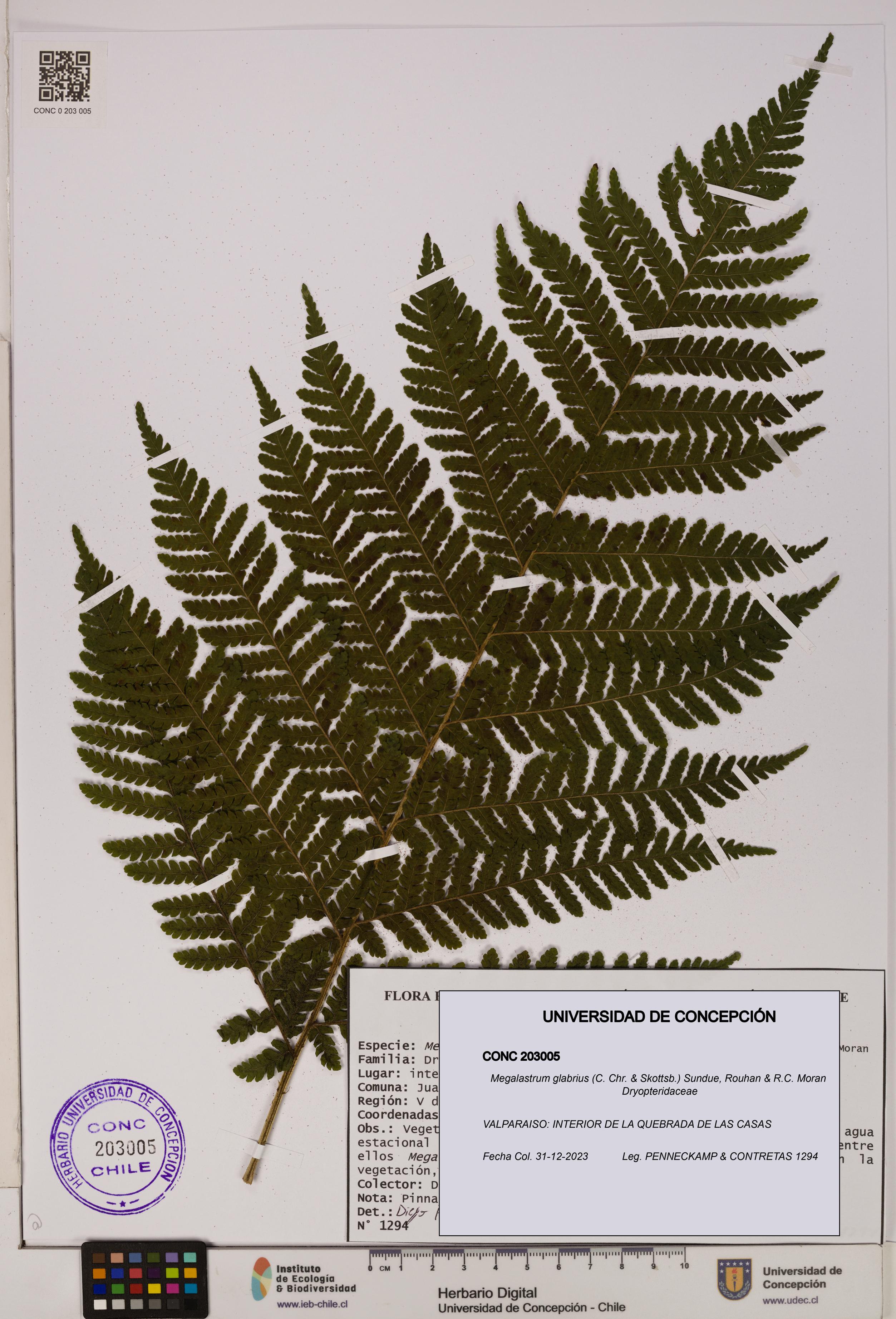 Megalastrum glabrius [Espécimen: UDEC:CONC:0203005]